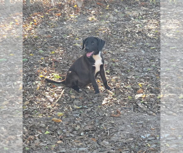 Medium Photo #1 Labrador Retriever-Unknown Mix Puppy For Sale in Oakhurst, NJ, USA