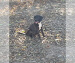Small Labrador Retriever Mix