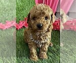 Small #30 Poodle (Toy)