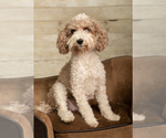 Small #2 Goldendoodle mix (+ Poodle Miniature)