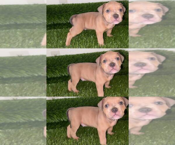 Medium Photo #4 American Bully Puppy For Sale in PERRIS, CA, USA
