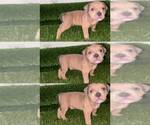 Small #3 American Bully
