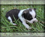 Puppy 3 Chihuahua