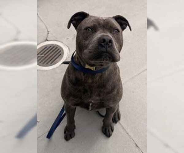 Medium Photo #1 American Pit Bull Terrier Puppy For Sale in Salinas, CA, USA