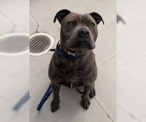 American Pit Bull Terrier Dogs for adoption in Salinas, CA, USA