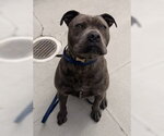 Small Photo #3  Puppy For Sale in , 