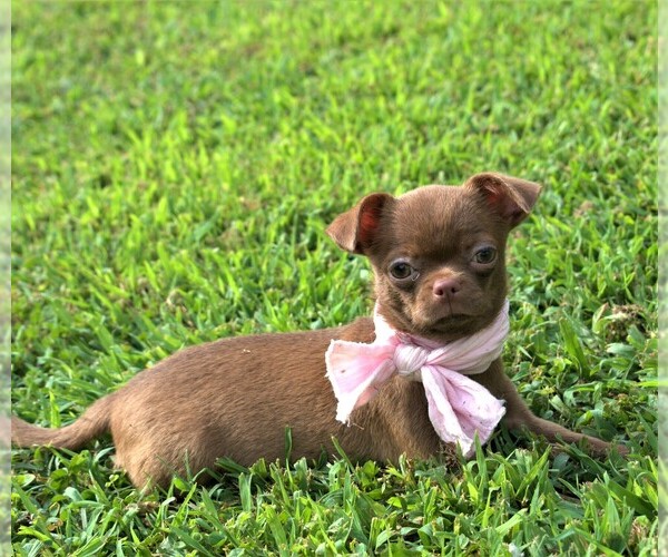 Medium Photo #2 Chihuahua Puppy For Sale in GLOUCESTER, VA, USA