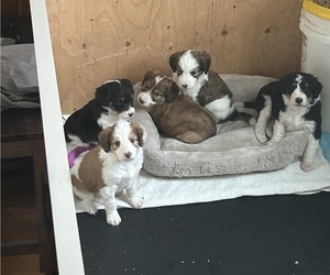 Miniature American Shepherd-Poodle (Standard) Mix Litter for sale in STOUGHTON, MA, USA