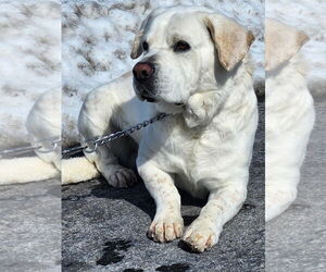 Labrador Retriever-Unknown Mix Dogs for adoption in Batavia, NY, USA