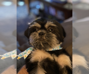 Mother of the Shih Tzu puppies born on 10/17/2022