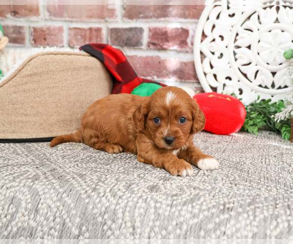 Medium Photo #16 Cavapoo (Miniature) Puppy For Sale in SYRACUSE, IN, USA