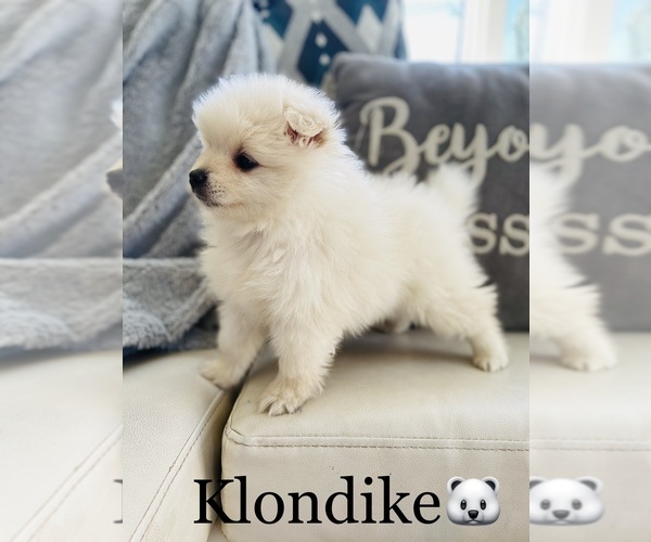 Medium Photo #3 Pomeranian Puppy For Sale in COOKEVILLE, TN, USA
