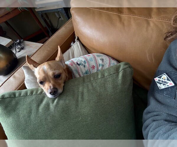 Medium Photo #13 Chihuahua-Unknown Mix Puppy For Sale in East Derry, NH, USA