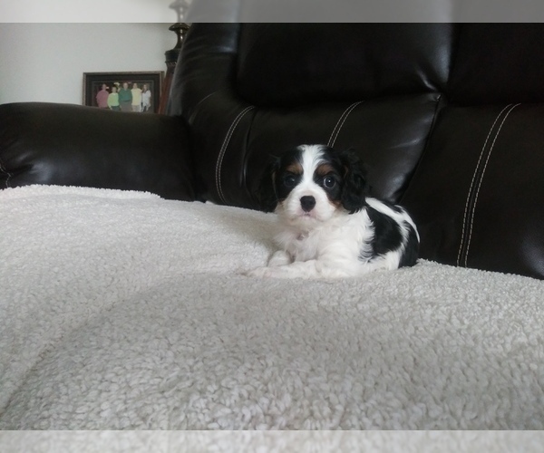 Medium Photo #97 Cavalier King Charles Spaniel Puppy For Sale in HOWLAND, OH, USA