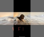Small Photo #11 German Shorthaired Pointer Puppy For Sale in FULTON, MO, USA