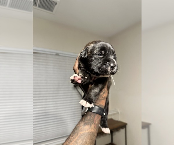 Medium Photo #46 Cane Corso-Saint Bernard Mix Puppy For Sale in LIVERMORE, CA, USA