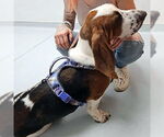 Small #2 Basset Hound