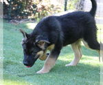 Small #3 German Shepherd Dog Mix