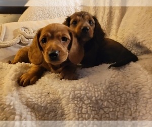 Dachshund Puppy for sale in METAIRIE, LA, USA