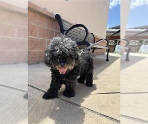 Poodle (Miniature)-Unknown Mix Dogs for adoption in San Antonio, TX, USA