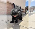 Small Poodle (Miniature) Mix