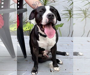 Mutt Dogs for adoption in Miami, FL, USA