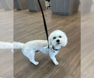 Bichon Frise Dog for Adoption in Polson, Montana USA