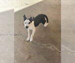 Small #1 Beagle