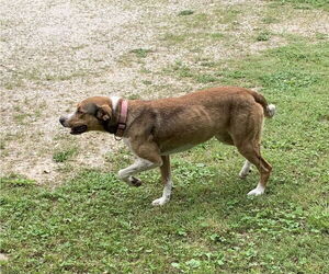 Fido - Female Mutt Dog for Adoption - Photo #4