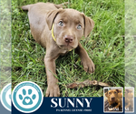 Small #1 American Pit Bull Terrier-Labrador Retriever Mix