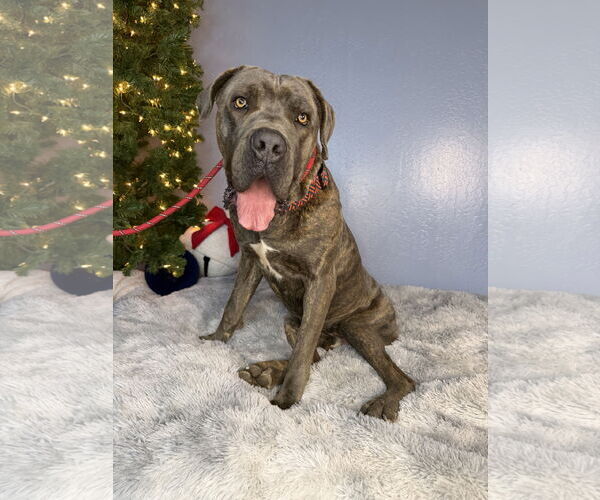 Medium Photo #8 Mutt Puppy For Sale in Goodyear, AZ, USA