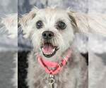 Small #8 Poodle (Miniature) Mix