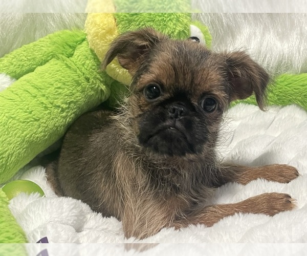 Medium Photo #14 Brussels Griffon Puppy For Sale in LEXINGTON, VA, USA