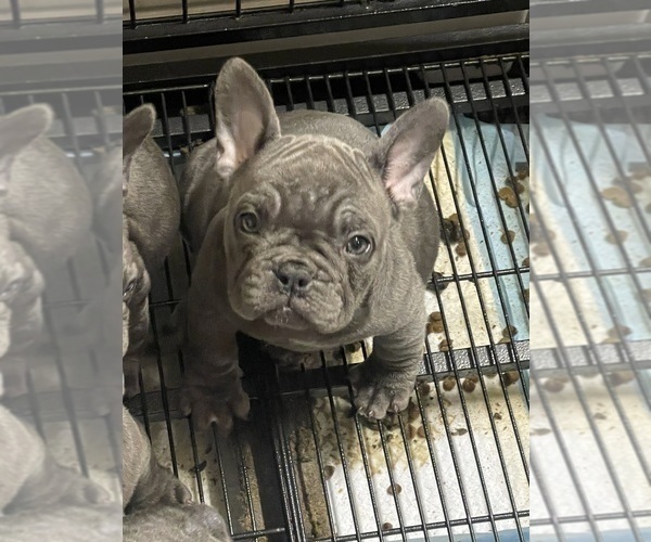 Medium Photo #2 French Bulldog Puppy For Sale in RIVERSIDE, CA, USA
