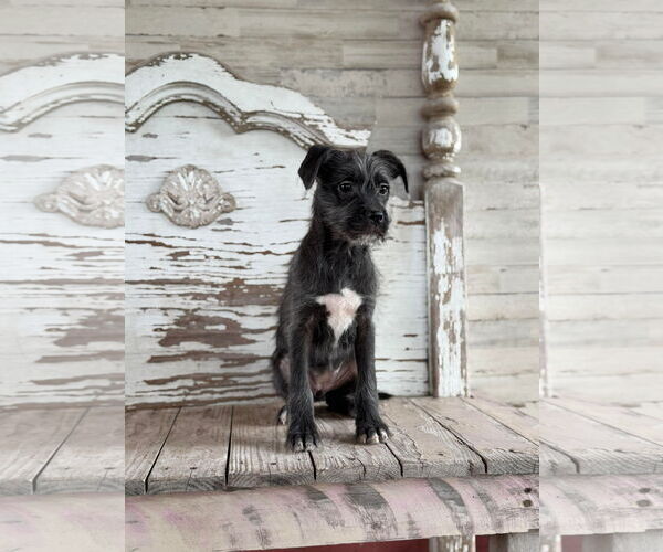 Medium Photo #2 Mutt Puppy For Sale in Rockaway, NJ, USA