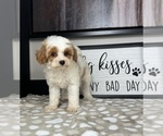 Small #5 Cavapoo