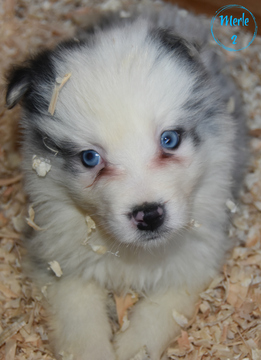 Medium Photo #5 Border Collie Puppy For Sale in WHITE SALMON, WA, USA