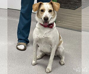Collie-Unknown Mix Dogs for adoption in Washington, DC, USA