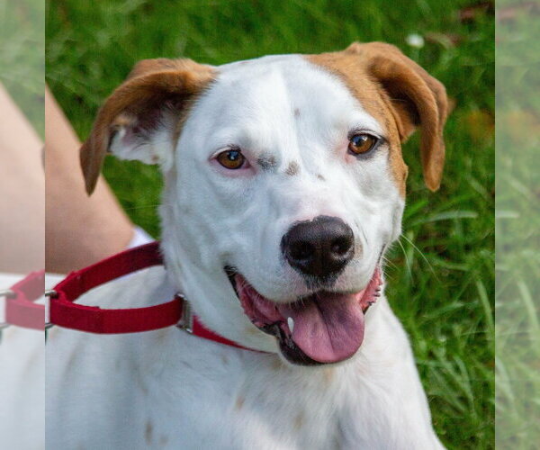Medium Photo #27 Mutt Puppy For Sale in Canton, CT, USA