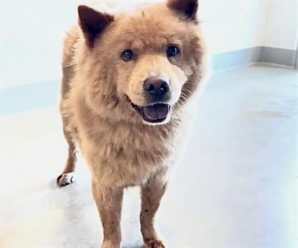 Medium Photo #3 Chow Chow-Unknown Mix Puppy For Sale in Houston, TX, USA