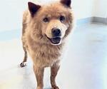 Small #2 Chow Chow Mix
