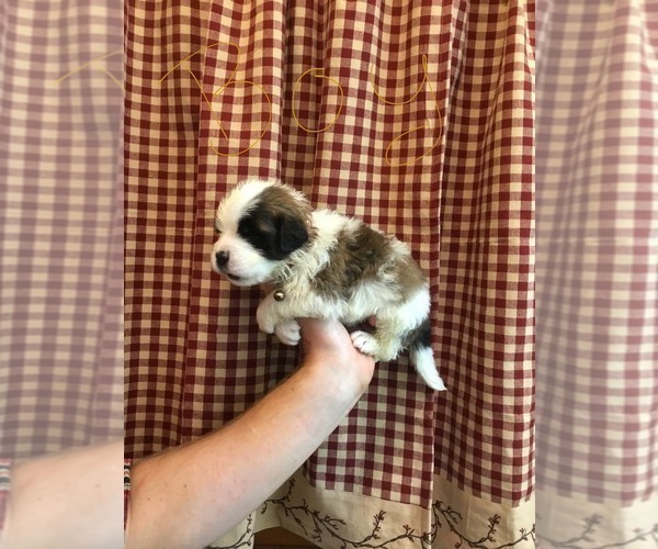 Medium Photo #7 Saint Bernard Puppy For Sale in SPRINGVILLE, CA, USA