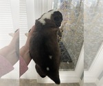 Small #2 Saint Bernard