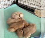 Small Photo #18 Golden Retriever Puppy For Sale in RADCLIFF, KY, USA