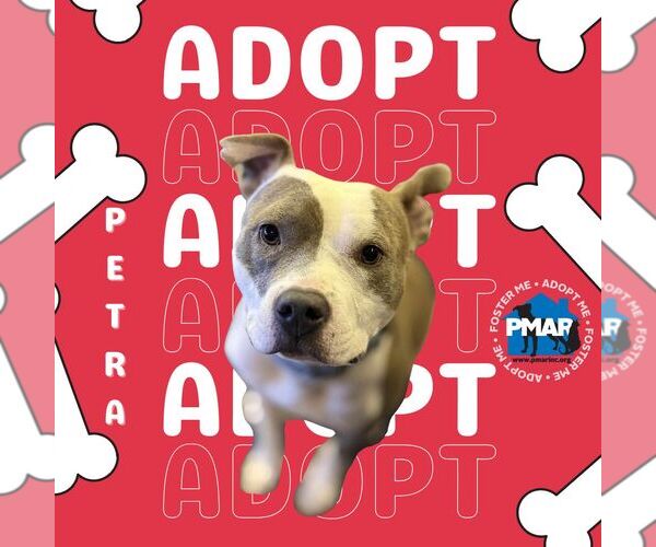 Medium Photo #2 Mutt Puppy For Sale in Binghamton, NY, USA