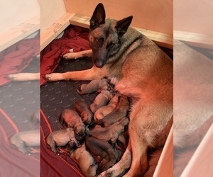 Mother of the Belgian Malinois puppies born on 01/28/2022