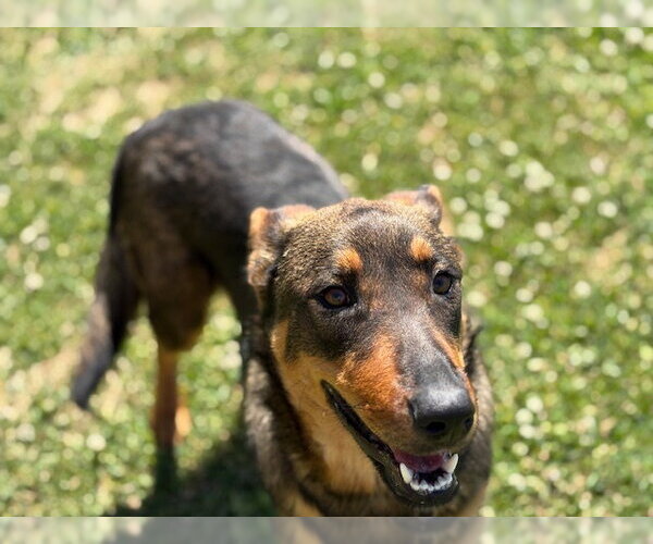 Medium Photo #2 German Shepherd Dog-Unknown Mix Puppy For Sale in Tulsa, OK, USA