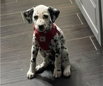 Small Photo #7 Dalmatian Puppy For Sale in CHICAGO, IL, USA