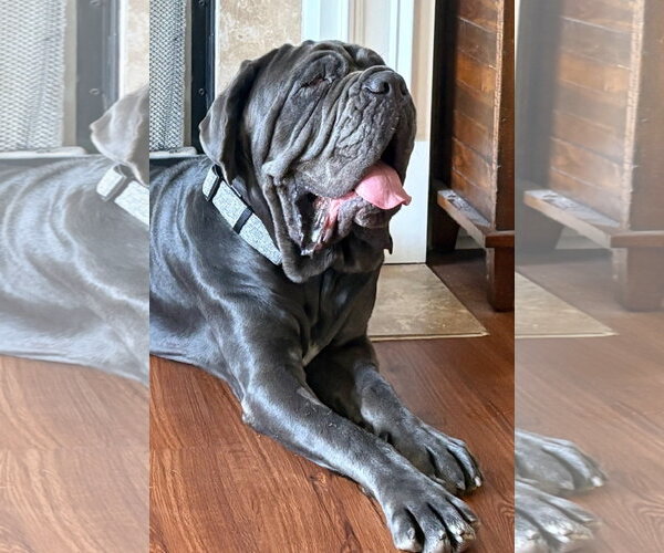 Medium Photo #3 Neapolitan Mastiff Puppy For Sale in Ellisville, MO, USA