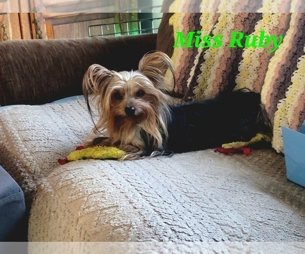 Medium Photo #1 Havashire Puppy For Sale in CHICKASHA, OK, USA